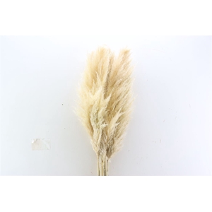 Dried Cortaderia Naturel Super 110cm