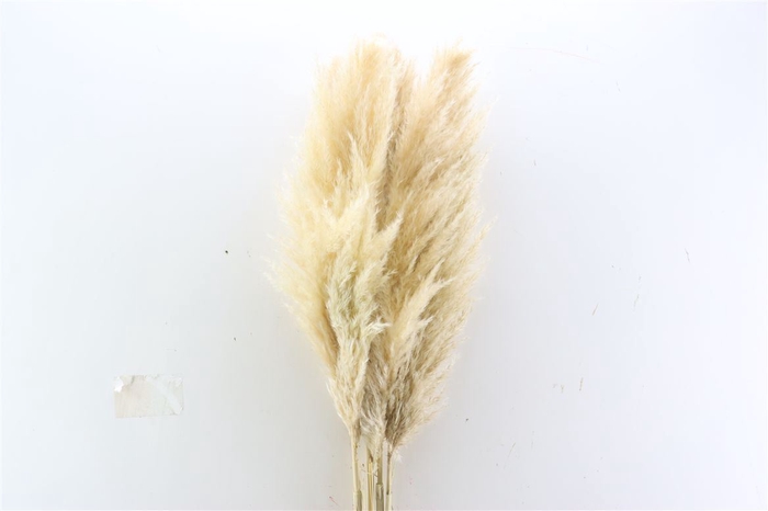 <h4>Dried Cortaderia Naturel Super 110cm</h4>