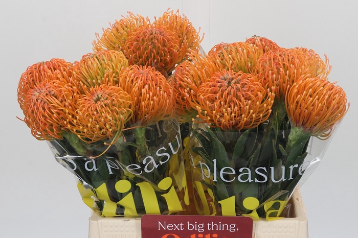 <h4>Nutans Ayoba Peach</h4>