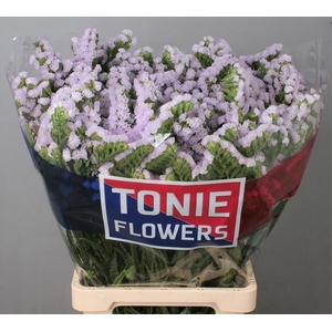LIMONIUM SINUATUM 'TESSA LAVENDER'