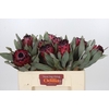 Protea Barbigera Ruby Princess Air