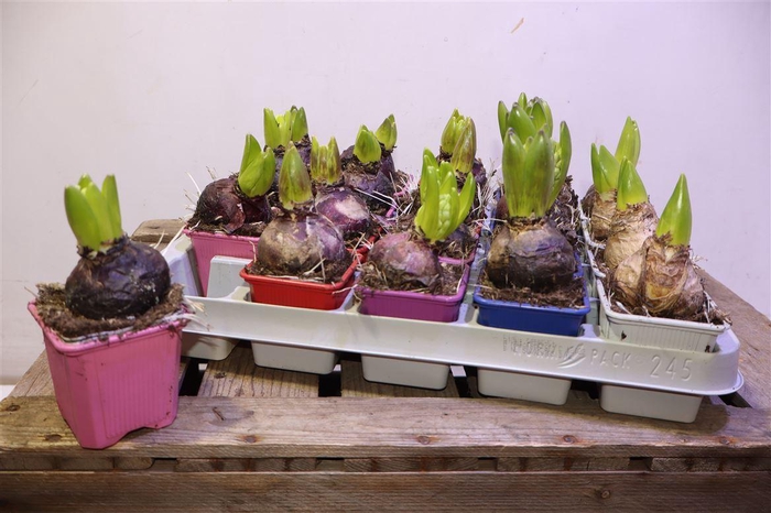 <h4>Hyacin Gem 5 Kl</h4>