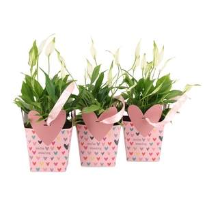 2501121: Solutionss Love