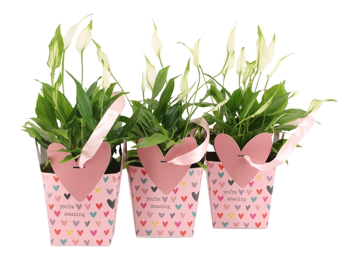 <h4>2501121: Solutionss Lovess</h4>