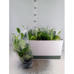 Epipremnum pinn.   HG