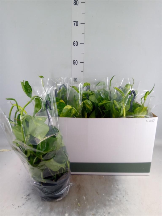 <h4>Epipremnum pinn.   HG</h4>