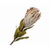 Protea Beige
