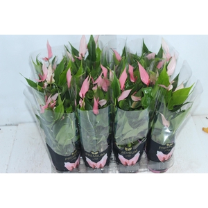 ANTHURIUM LILLI P09 PREMIUM