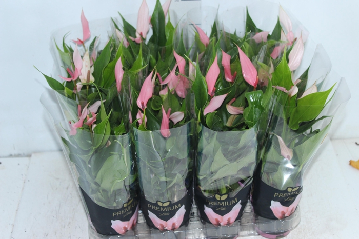 <h4>ANTHURIUM LILLI P09 PREMIUM</h4>