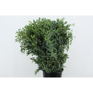 EUC PARVIFOLIA 300GR