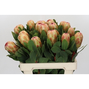 PROTEA GRANDICOLOR