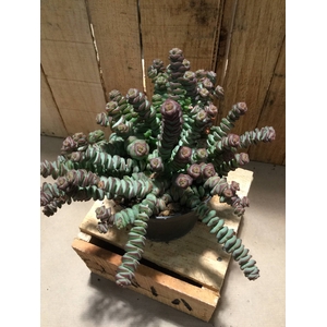 Crassula Hottentot