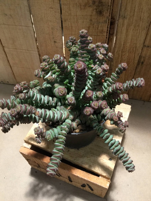 <h4>Crassula Hottentot</h4>