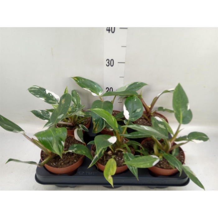 <h4>Philodendron   ...</h4>