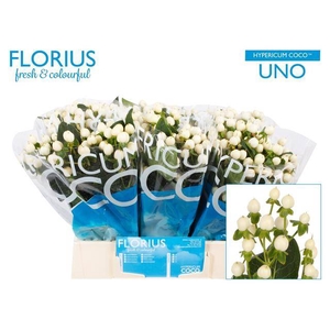 Hyp Coco Uno Florius