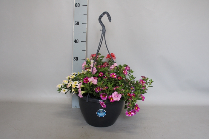 <h4>Hangpotten 27 waterreservoir Mix 06 Calibrachoa, Petunia, Verbena</h4>