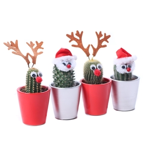 Cactus 5,5 cm rendier en kerstman in zilver en rode keramieke pot