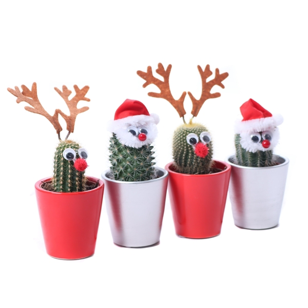 <h4>Cactus 5,5 cm rendier en kerstman in zilver en rode keramieke pot</h4>