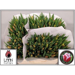 XXXX TU EN LEEN VD MARK    SF