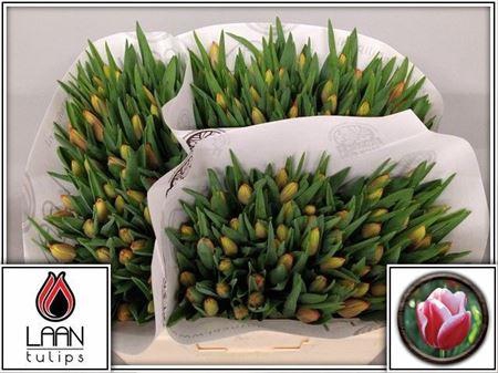 <h4>XXXX TU EN LEEN VD MARK    SF</h4>