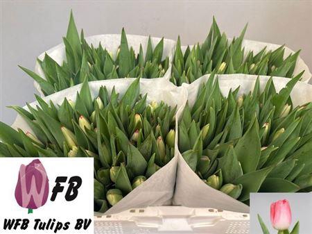 <h4>Tu En Supermodel</h4>