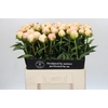 Paeonia In Full Sail
