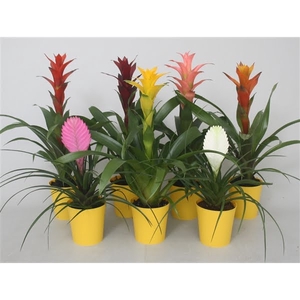 Bromelia gemengd in gele kunststof pot