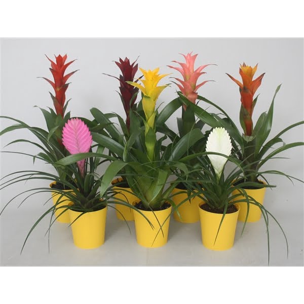 <h4>Bromelia gemengd in gele kunststof pot</h4>