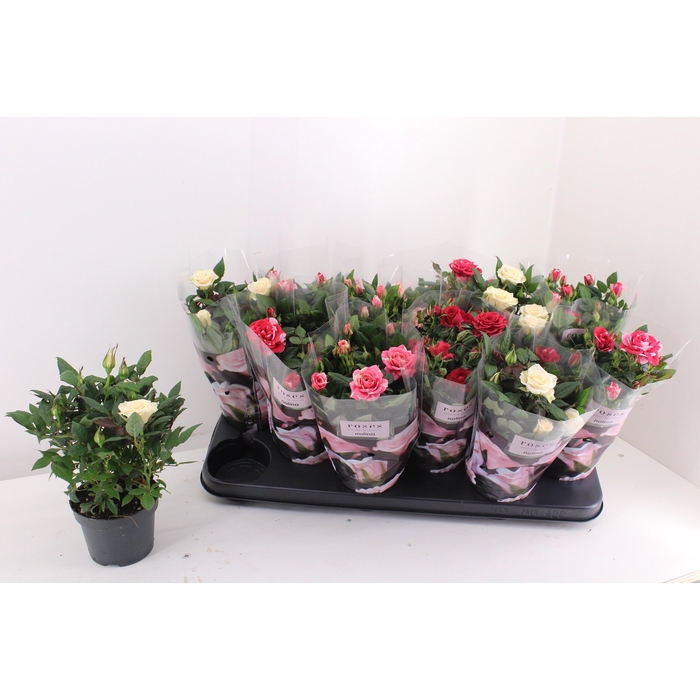 <h4>RO VICTORY GEM</h4>