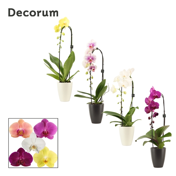 <h4>Phalaenopsis cascade 1 tak mix in Carly black & white (Neo archi</h4>