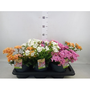 Lewisia  'Mountain Dreams'   ...mix