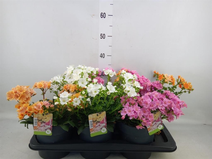 <h4>Lewisia 'Mountain Dreams' ...mix</h4>