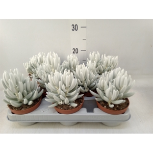 Senecio   ...