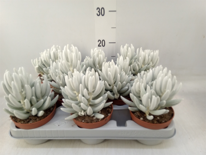 <h4>Senecio   ...</h4>