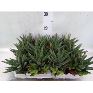xGasterhaworthia  'Royal Highness'