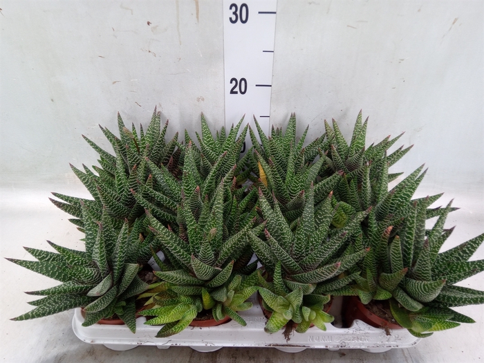 <h4>xGasterhaworthia  'Royal Highness'</h4>
