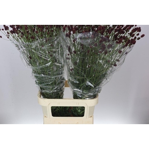 Sanguisorba Off Royal Star