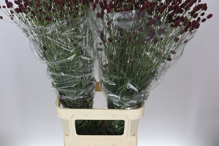 <h4>Sanguisorba Off Royal Star</h4>