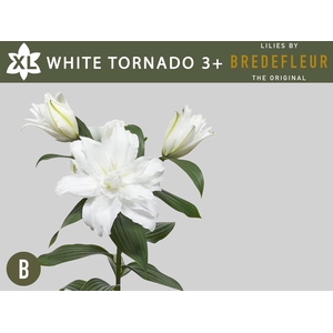 LI OR DU WHI TORNADO 3+