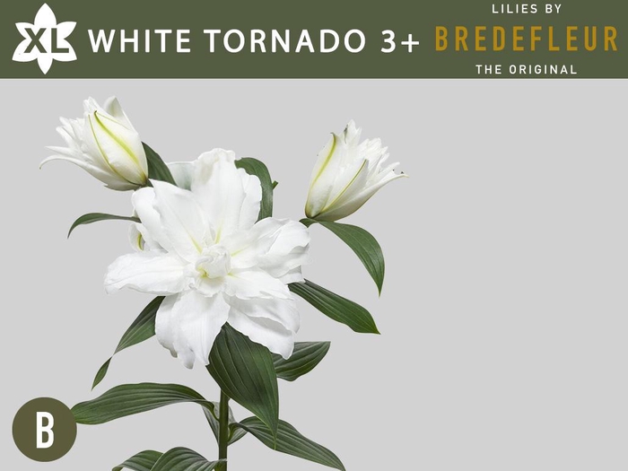 <h4>LI OR DU WHI TORNADO 3+</h4>