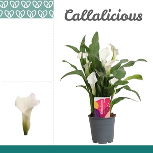 Zantedeschia Wit