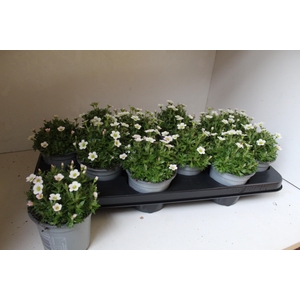 SAXIF AR IC PEARL WH