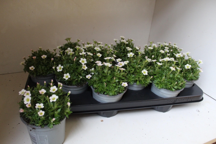 <h4>SAXIF AR IC PEARL WH</h4>