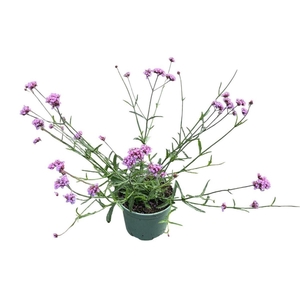 Verbena bonariensis