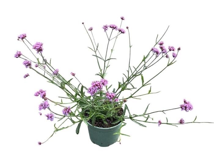 <h4>Verbena bonariensis</h4>