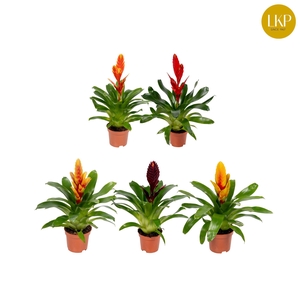 Vriesea Sensation 10.5cm (Met Hoes)