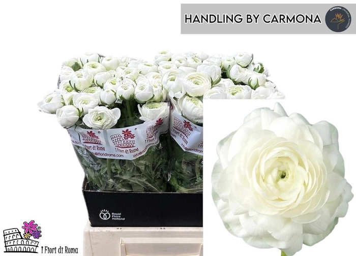 <h4>Ran Elegance White</h4>