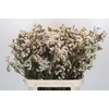 Chamelaucium Moonlight Delight