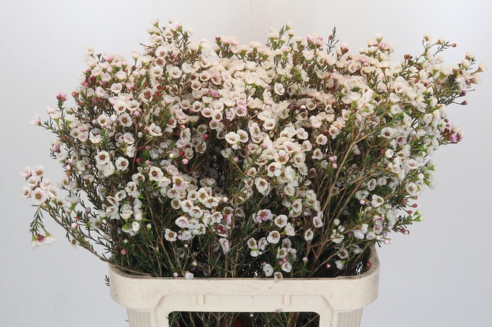 Chamelaucium Moonlight Delight
