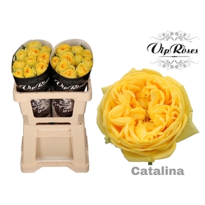 R GR CATALINA@